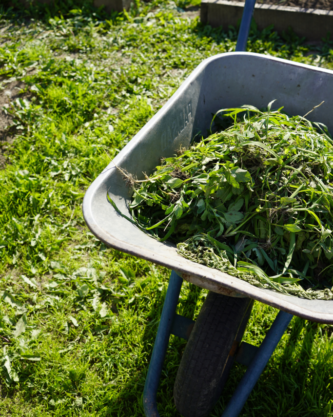 Une brouette pleine d'herbes et de végétation sur un sol verdoyant.