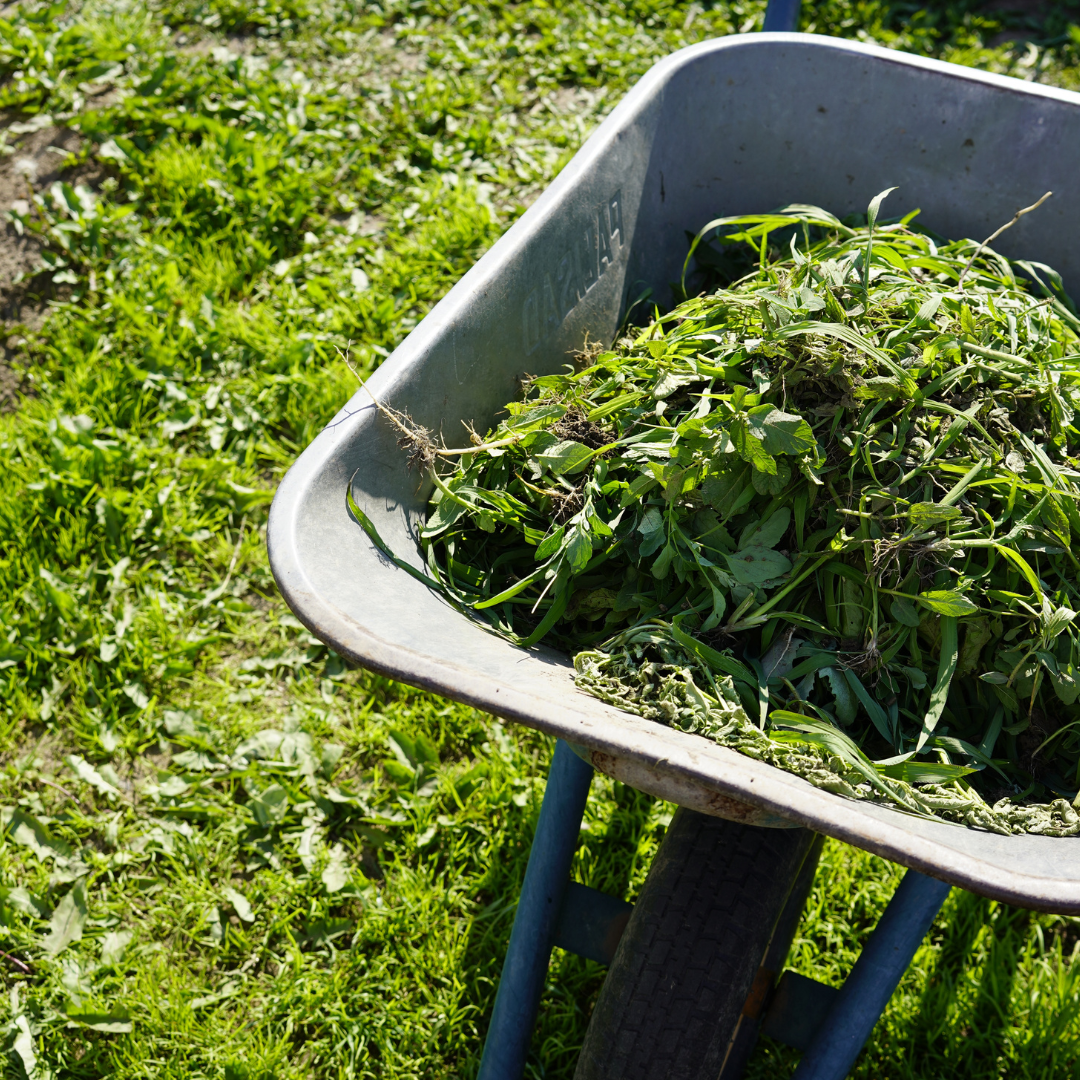 Une brouette remplie d'herbe fraîche sur un sol herbeux. évacuation des déchets après le nettoyage du jardin