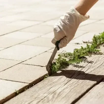 Main d’un jardinier en train de désherber les joints de dalles avec un outil.