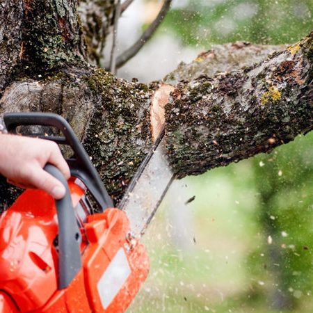 Une personne utilise une tronçonneuse pour couper une branche d'arbre.